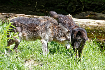 Loup gris et loup noir