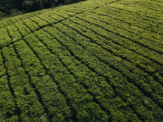 Tea plantaion in Malaysia