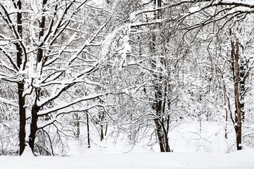 snow-covered trees in urban park in winter