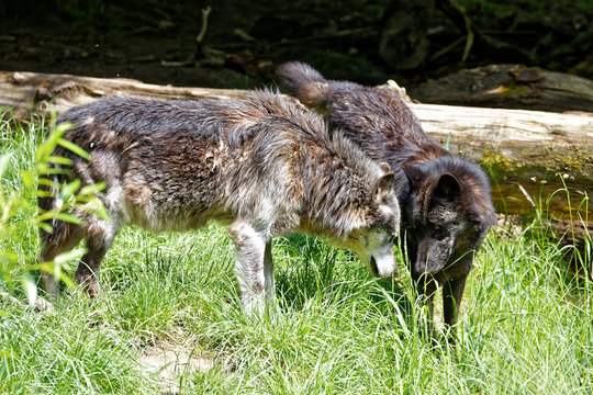 Loup gris et loup noir