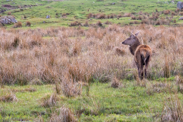 Naklejka na ściany i meble A solitary red deer seen in a Scottish meadow in a clearing amongst tall grasses.