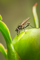 Lesser house fly gathering nectar on a peony