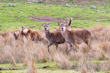 Naklejka na ściany i meble A herd of red deer seen in a Scottish meadow in a clearing amongst tall grasses.
