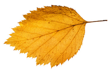 yellow fallen leaf of hawthorn tree isolated