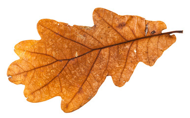 autumn holey leaf of oak tree isolated