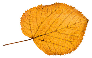 back side of fallen autumn leaf of linden tree