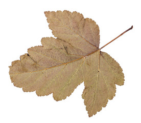 back side of fallen leaf of viburnum tree isolated