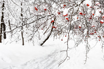 frozen hawthorn tree over path in park in winter