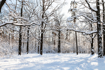 oak trees at forest glade in sunny winter day