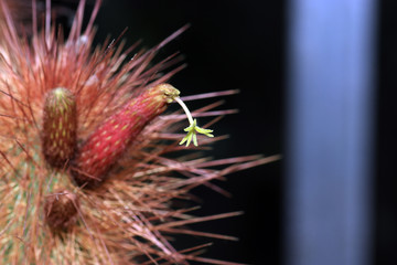 Some cactuses bloom only a few hours, some a few days and some only bloom at night

