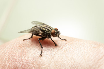 Fly at the foot of the man