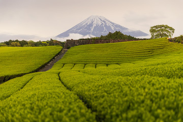 Fototapeta na wymiar Night view of Tea farm and Mount Fuji in spring at Shizuoka prefecture