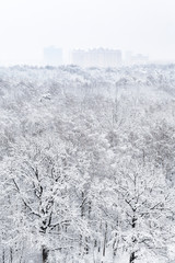 above view of snow covered oak trees in urban park