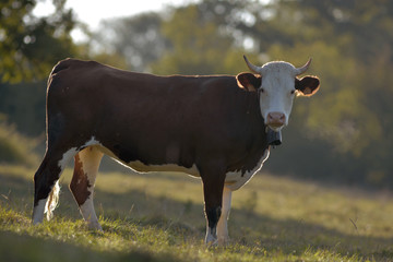 Fototapeta premium Vache montbéliarde