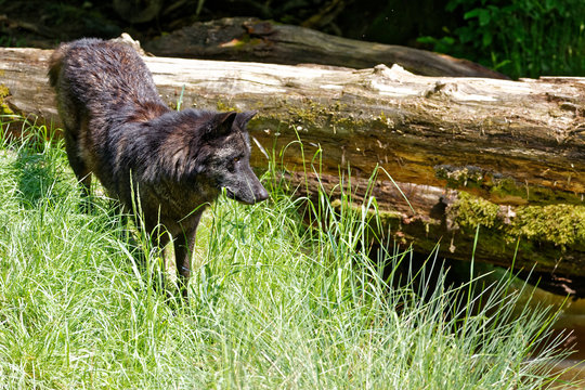 Loup noir
