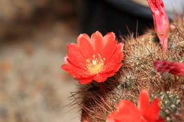 Some cactuses bloom only a few hours, some a few days and some only bloom at night

