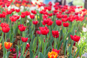 Tulips, orange and red tulips planted in the garden decorations.