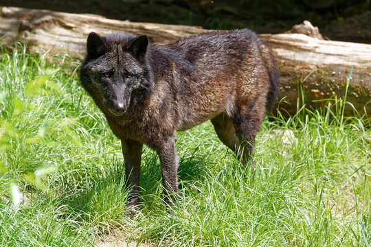 Loup noir