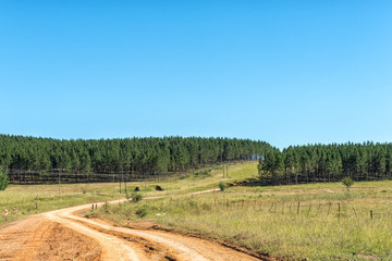 Pine tree plantations next to road R396 near Maclear