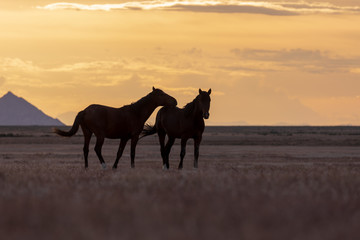 Fototapeta na wymiar Wild horse Stallions Silhouetted at Sunset