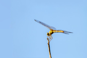  insect of a dragonfly sitting on a tree twig