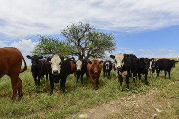 Naklejka na ściany i meble Steers fed on pasture, La Pampa, Argentina