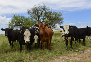 Fototapeta na wymiar Steers fed on pasture, La Pampa, Argentina