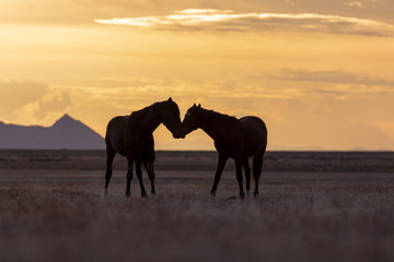 Wild horse Stallions Silhouetted at Sunset