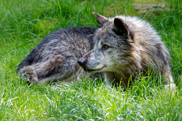 Loup gris