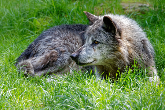 Loup gris