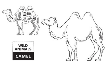 Cut of camel set. Poster Butcher diagram - desert-ship. Vintage typographic hand-drawn. Vector illustration