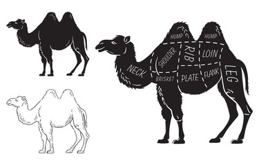 Cut of camel set. Poster Butcher diagram - desert-ship. Vintage typographic hand-drawn. Vector illustration