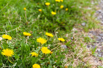 Dandelion on the wayside