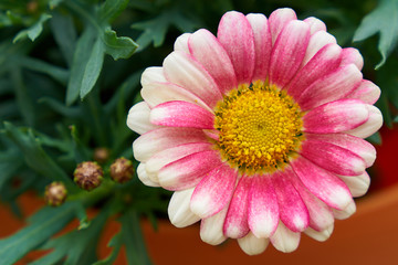 Obraz premium Closup of pink flower in orange pot 