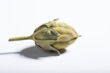 Rose of Sharon Seed