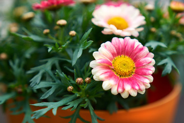 Pink chrysanthemum blossoms in an orange pot in summer