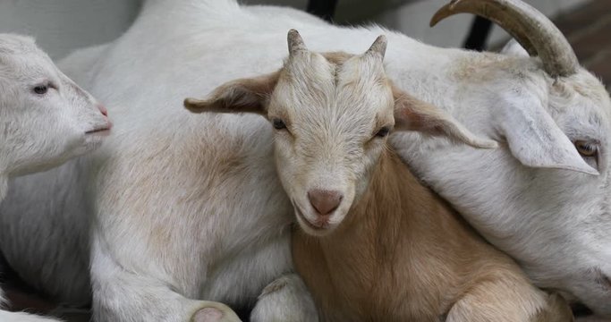 Close up pan of baby goats and mother goat laying together resting