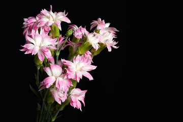 Closeup of pink and white carnations blooming with stem and water drops on a black background