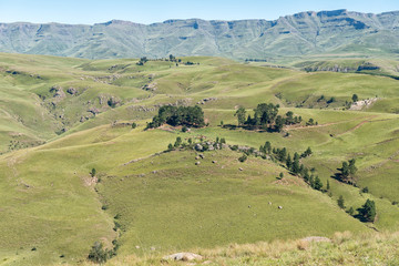 Fototapeta na wymiar Farm landscape with cows as seen from Pot River Pass