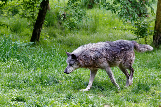Loup gris