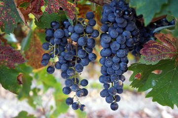 grapes on a grapevine in the south of france