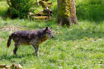 Loup gris