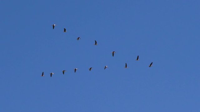Flock of Wild geese are flying around a corner in the sky. The wedge of wild migratory birds in flight.