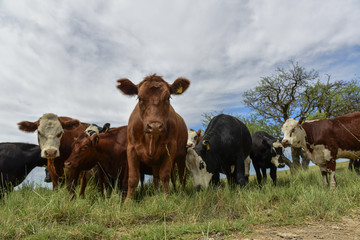 Steers fed on pasture, La Pampa, Argentina