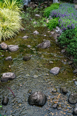 Small stream with plants