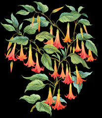 Angel's trumpets. Brugmansia flowers isolated on black background