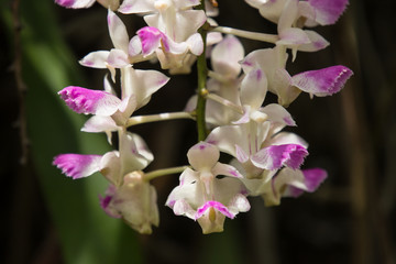 Fototapeta na wymiar Small White mix Pink orchids flower
