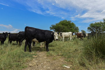 Steers fed on pasture, La Pampa, Argentina