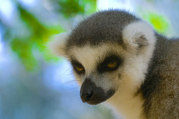 Fototapeta premium Lemur Close up in Madagascar. Portrait of ring-tailed lemur catta. Lemur catta in the natural habitat.