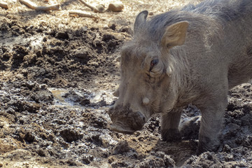 Naklejka na ściany i meble Warthog is digging the earth in the African savannah, spreading the soil in different directions. African Wild Pig - Warthog. Wild African Warthogs rooting for food.